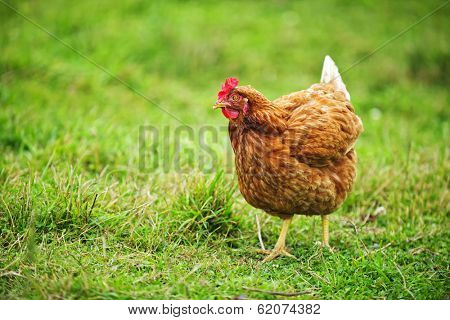 Free range happy Rhode Island Red chicken walking on grass