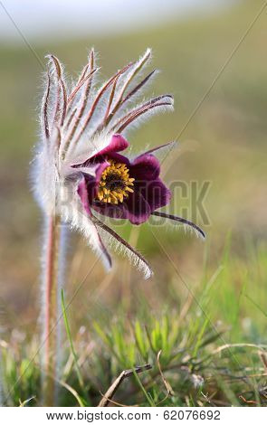 nice pasque flower in spring time