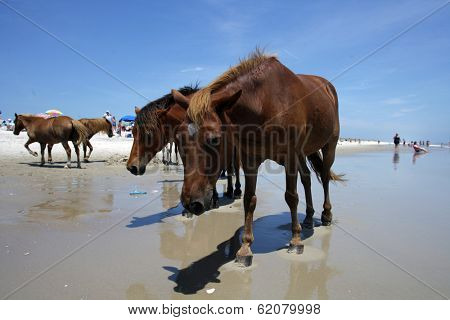 People watch the wild ponies of Assateague Island. Assateague Island is a 37-mile long barrier island located off the eastern coast of Maryland and Virginia, and is home to more than 100 wild equines