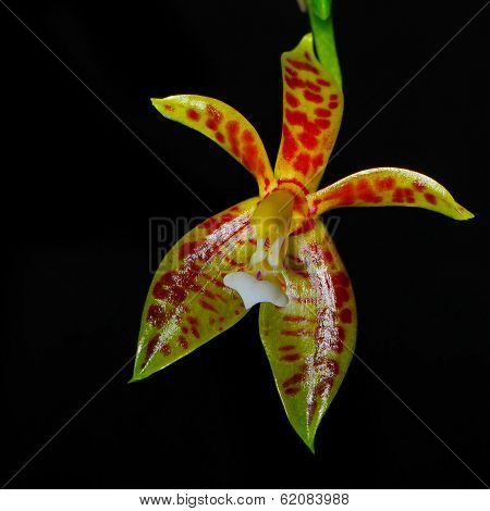 Phalaenopsis cornu-cervi