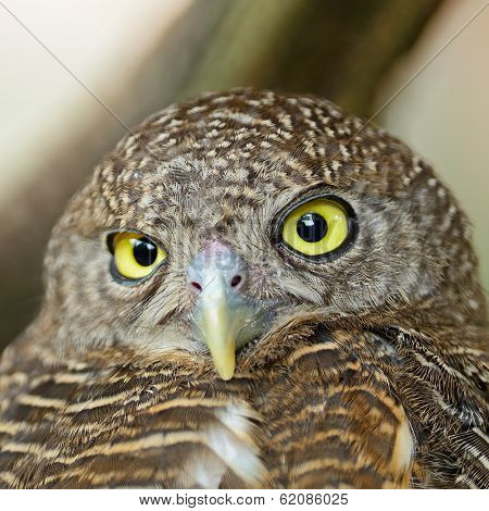 Asian Barred Owlet