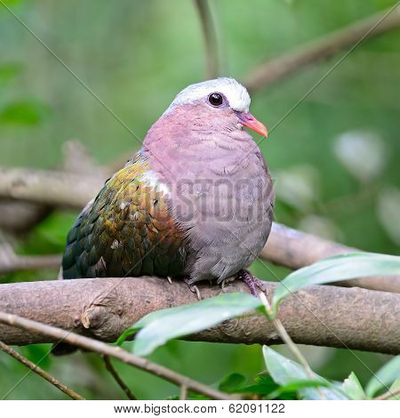 Female Emerald Dove