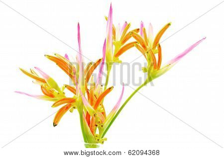 Heliconia Sassy