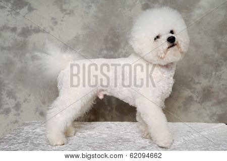 Poodle dog is standing i profile