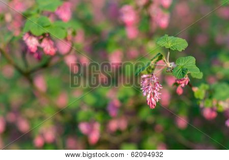 Closeup Of A Red Flowering Currant Bush