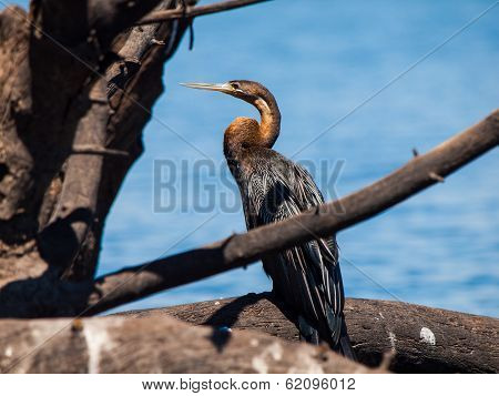 Snake Neck Bird (darter Or Anhinga)