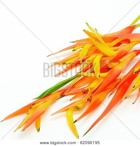 Orange Heliconia