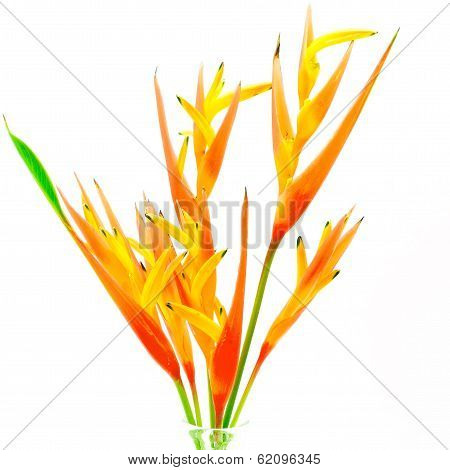 Orange Heliconia