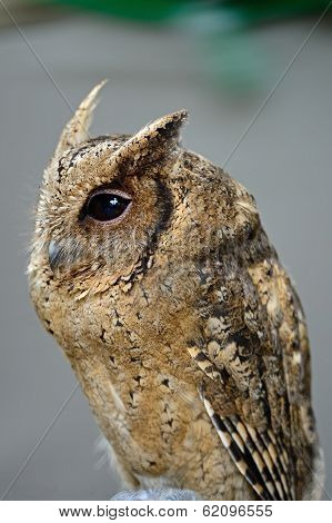 Oriental Scops Owl