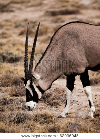 Oryx Antelope