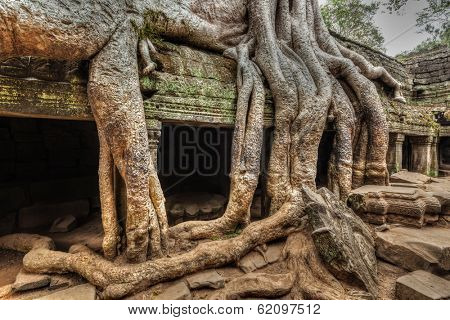 High dynamic range (hdr) image of ancient ruins with tree roots, Ta Prohm temple ruins, Angkor, Cambodia