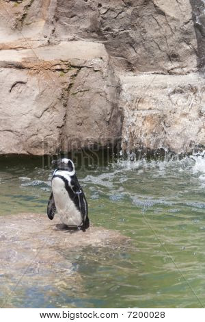 Pinguini africani