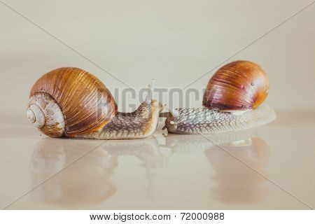 snail, Bright, shell, sticky