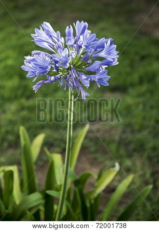 Agapanthus