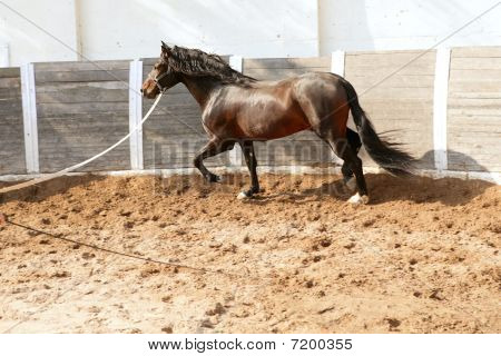 Dressage Horse In Round Arenas With Rope