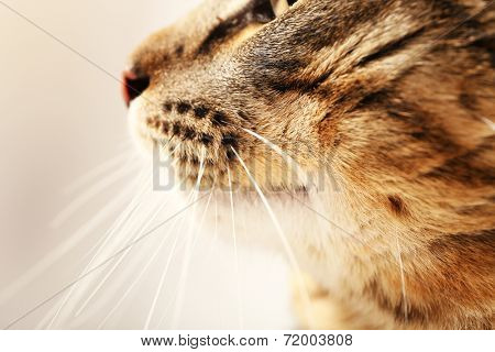 Cat's muzzle closeup