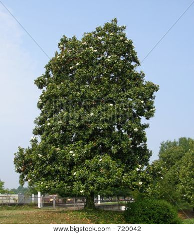 Magnolia