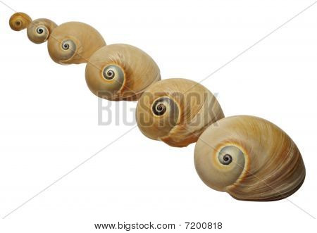 海贝壳