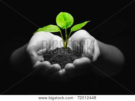 plant in hands