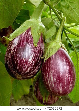 striped eggplants growing in the garden