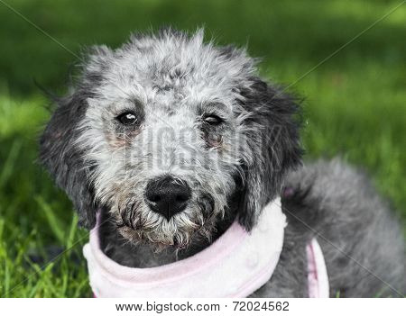 Bedlington Terrier