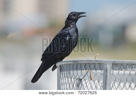 Fish Crow