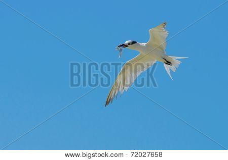 Sandwich Tern On Blue Background
