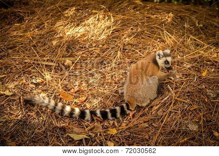 Lemur on the ground
