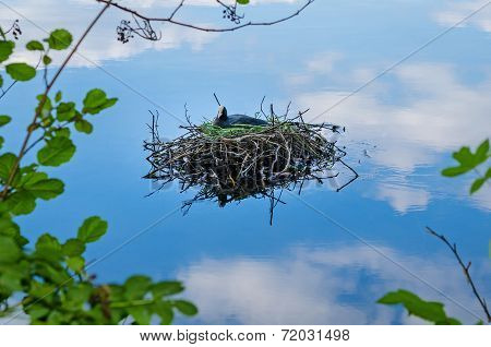 Common Coot Bird Nest On Water Fulica Atra