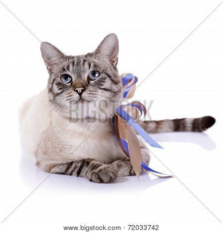 Striped Blue-eyed Cat With A Tapes.