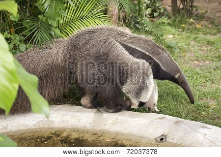 Giant Ant Eater