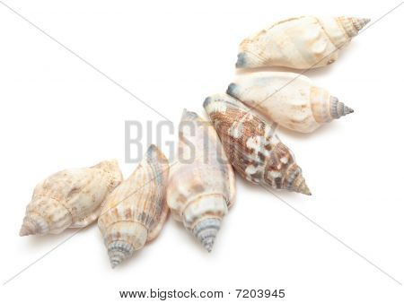 cockleshelles