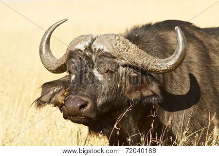 Masai Mara Cape Buffalo