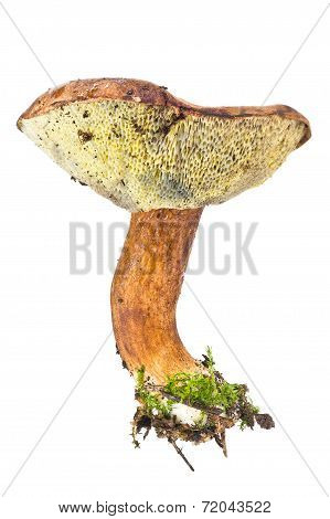 Mossiness Mushroom Or Xerocomus