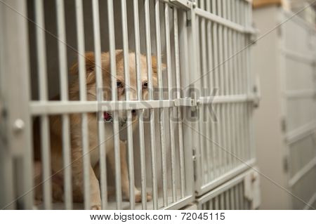 Puppy In A Cage