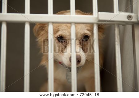 Puppy In A Cage