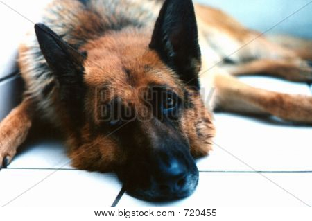 Německý ovčák vleže při pohledu na fotoaparát