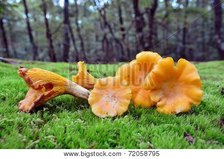 Cantharellus Cibarius