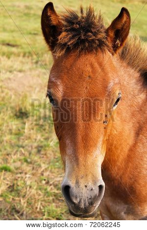 Horse