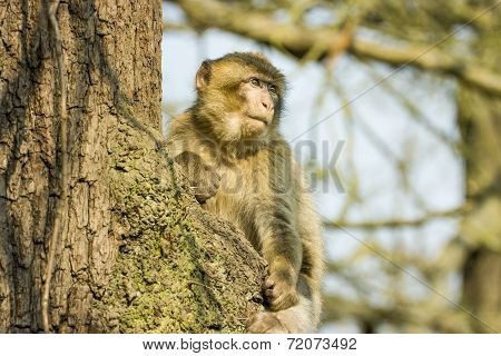 Barbary Macaque Sitting In A Tree At Monkey World Zoo