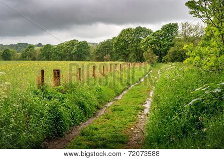 Country Lane 3356