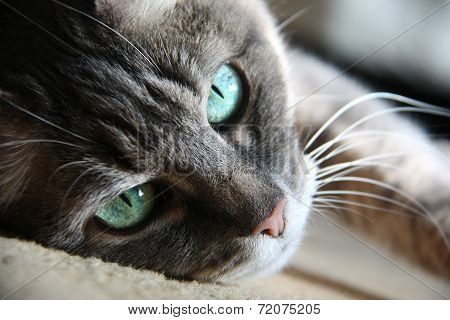 Smart Look Green-eyed Cat