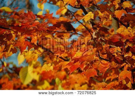 Peak Fall Foliage