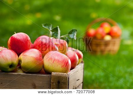 Apples