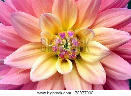 Ombre flower close up