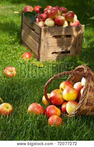 Red Apples