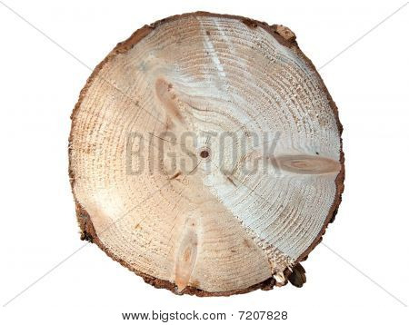 Anneaux de croissance