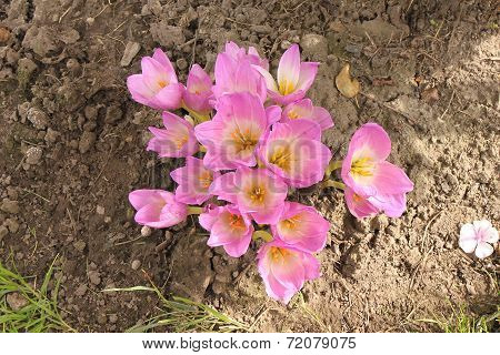 Pink and white crocuses bloomed in early autumn in Siberia at the dacha in Russia