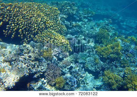 coral reef