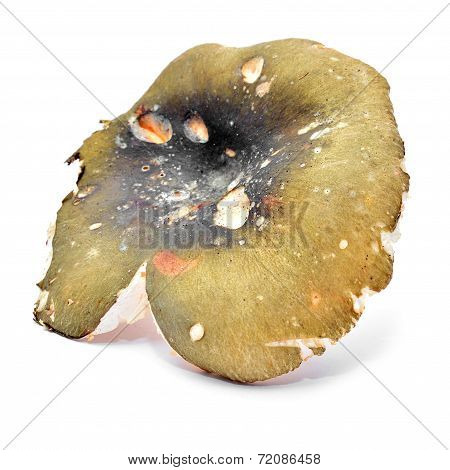 Russula Aeruginea
